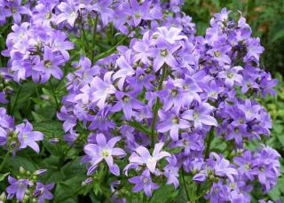 Fleurs bleu jardin