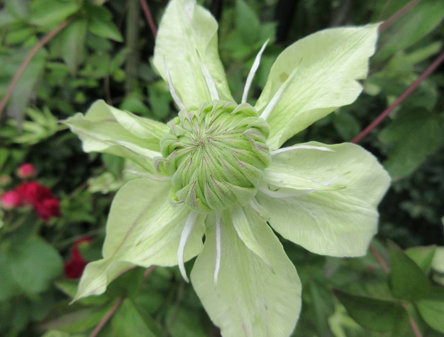 Fleurs couleur verte