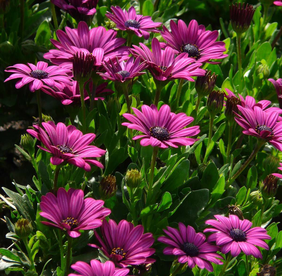 Gerbera Garvinea En Pot - Plante Vivante à Fleurs Roses - Facile D'entretien, Pour Intérieur Ou Jardin