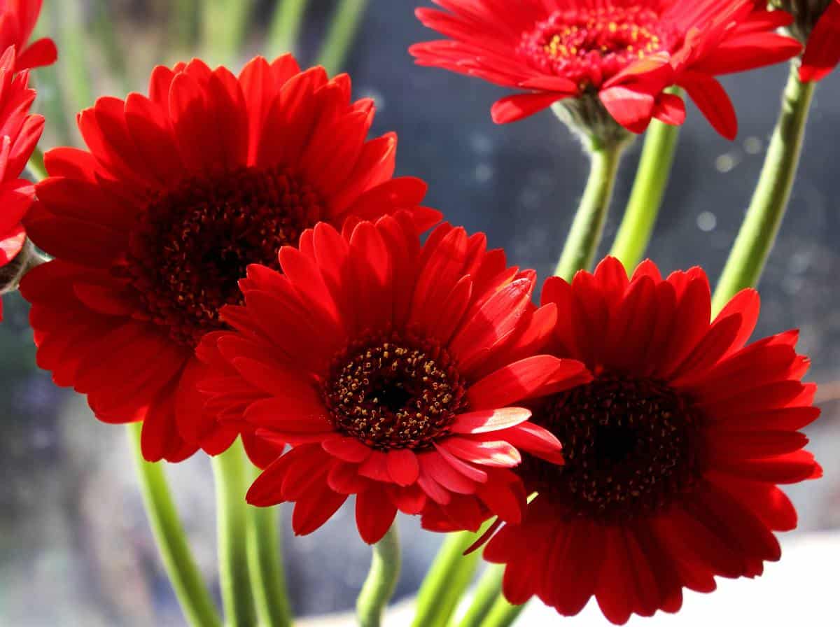 Gerbera : culture et entretien pour une belle floraison