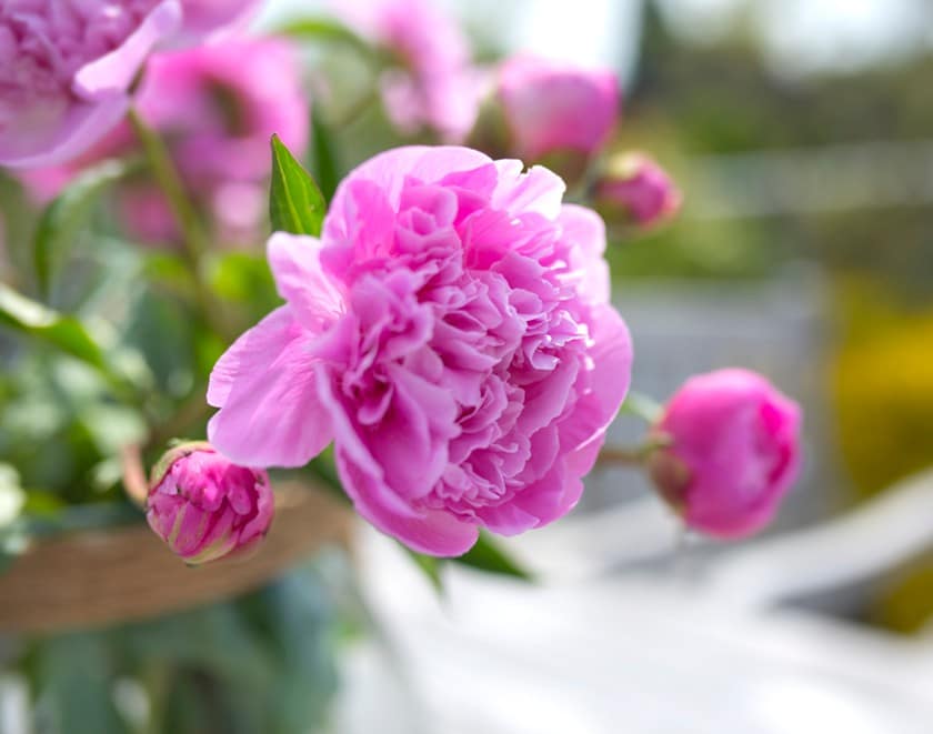 Pivoine en pot