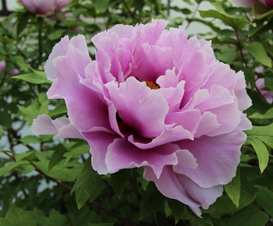 Pivoine rose