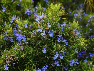 Plante aromatique qui ne craint pas secheresse