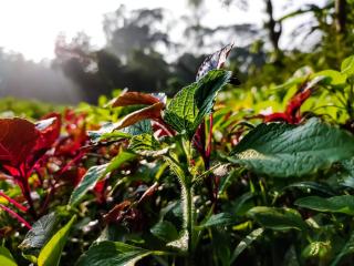 Shiso Perilla frutescens