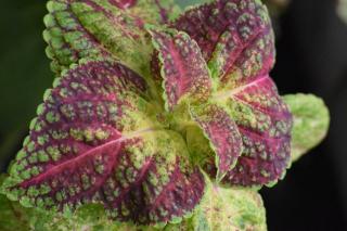 Shiso culture