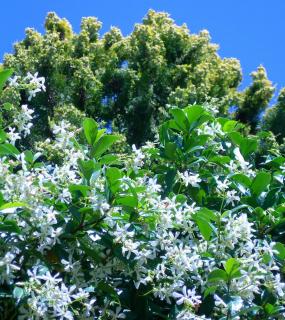 Trachelospermum jasminoides - jasmin etoile