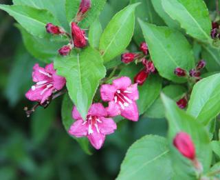 Weigelia vegelia