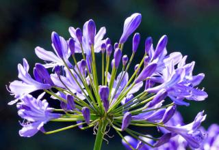 agapanthe fleur ombelle