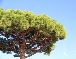 arbre ombrage pour jardin sec