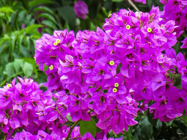 10 fleurs pour le jardin qui aiment la sécheresse