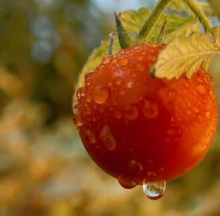 arrosage des tomates conseils