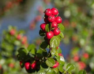 boule rouge cotoneaster