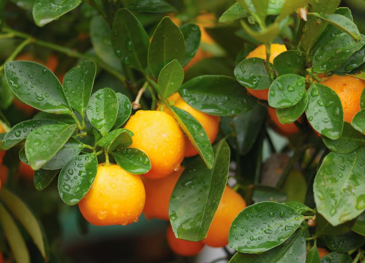 calamondin