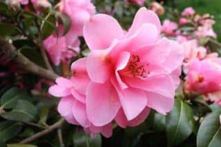 camelia du japon