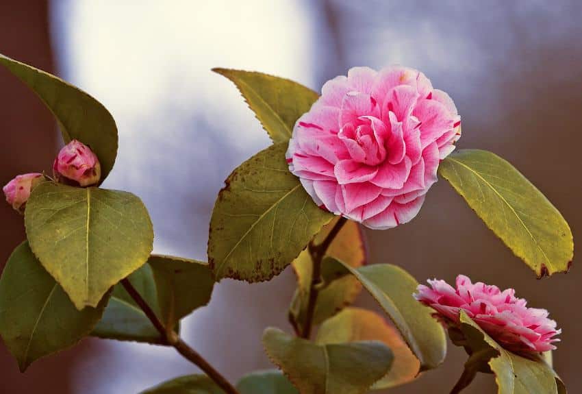 Camélia du Japon : plantation, entretien, taille et floraison