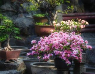 camellia japonica en pot