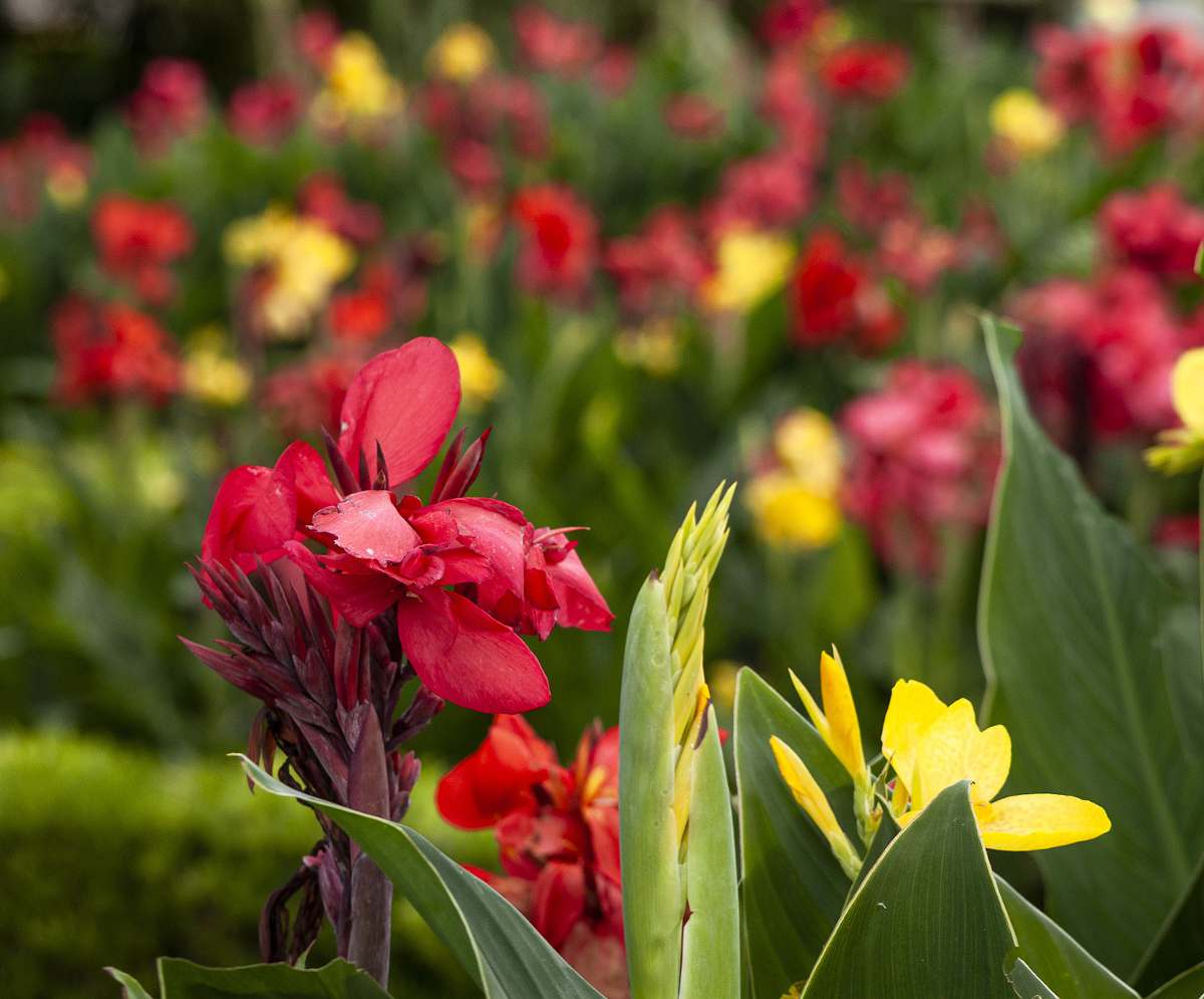 Canna : plantation, floraison et conseils d'entretien