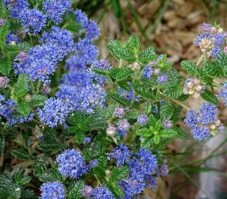 ceanothe arbuste fleur bleu