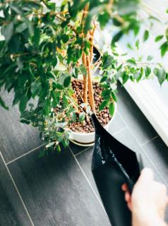 comment arroser plante interieur vacances