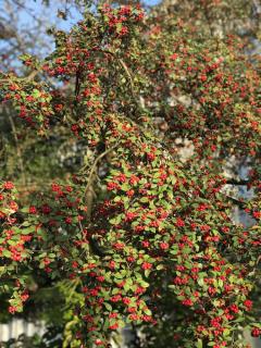 cotoneaster entretien