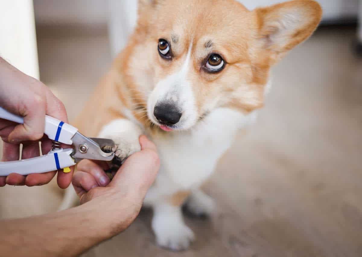 couper griffe chien