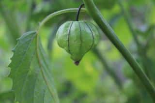 culture du tomatillo