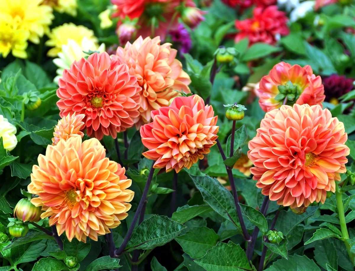 Dahlia : Plantation, floraison et conseils d'entretien