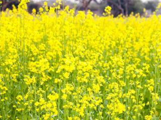 engrais vert pour potager bio