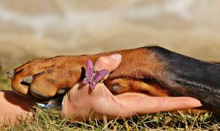 faut il couper ls griffes du chien