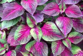 feuilles de shiso