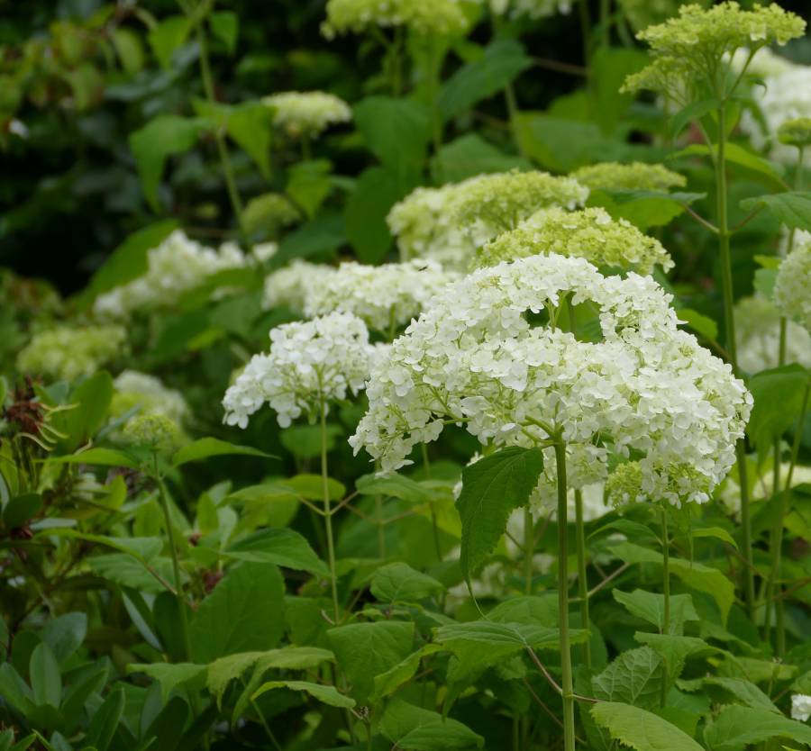 hydrangea annabelle hortensia