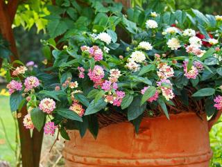 lantana en pot