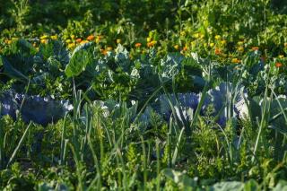 legume culture facile pour premier potager