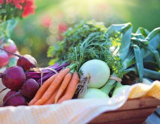 legume facile pour petit potager