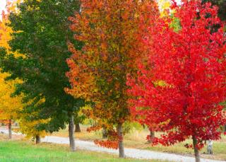 liquidambar