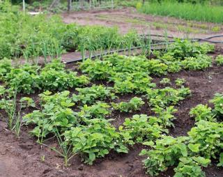 meilleur emplacement pour potager