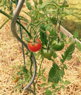 meilleur engrais pour tomate