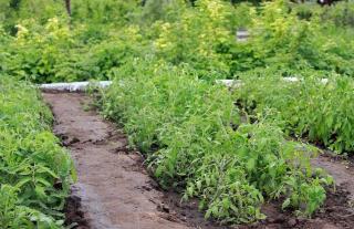 meilleur sol pour potager