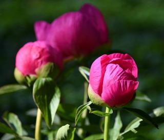 pivoine en pot entretien