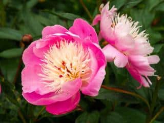 pivoine lactiflora Bowl of Beauty