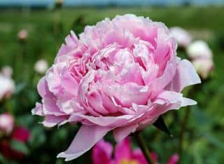 pivoine sarah bernhardt