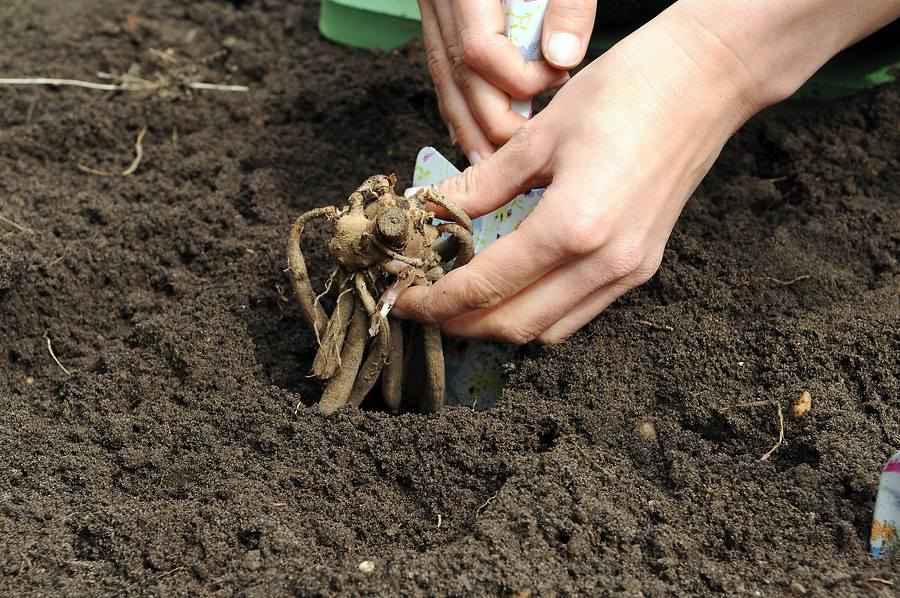 Dahlia : Plantation, floraison et conseils d'entretien