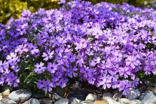 plante couvre sol pente butte