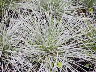 plante pour bordure coloree