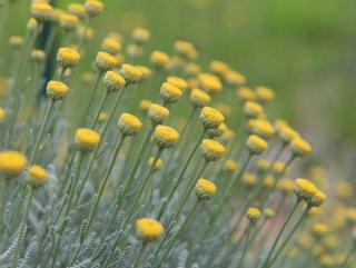 plante pour bordure sans entretien