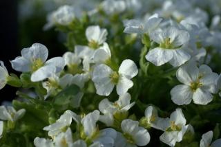 plante pour bordure soleil