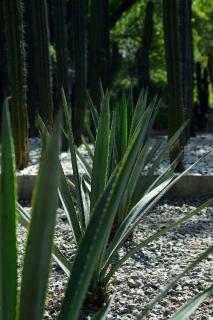 plante sans entretien pour jardin sec