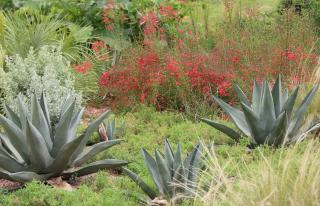 plantes pour climat sec jardin