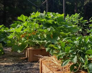 potager dans petit jardin