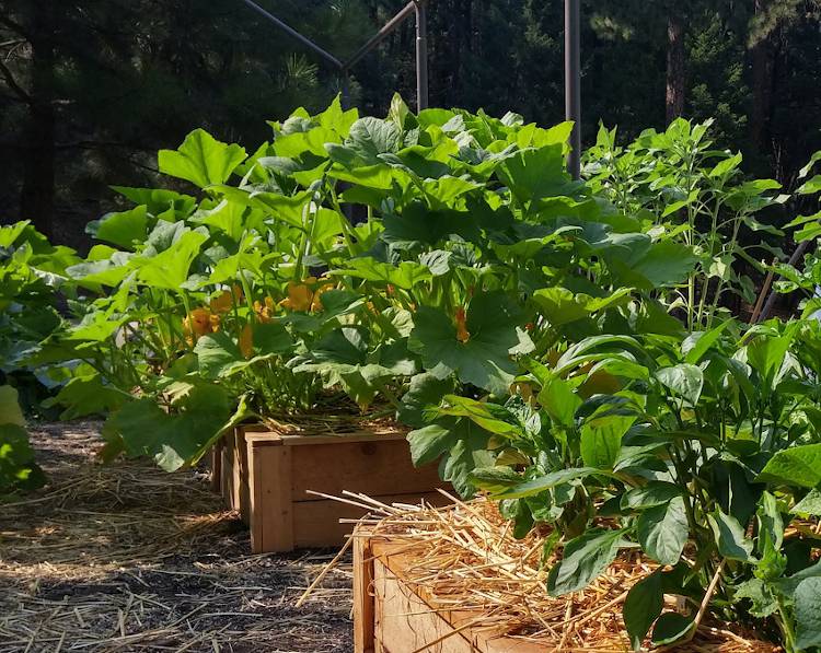 Faire un petit potager dans un mini extérieur – Jardiner Malin